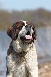 SAINT BERNARD 121